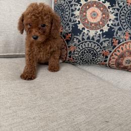Sky - Red  female Goldendoodle puppy in Mint Hill, North Carolina from DoodleForever