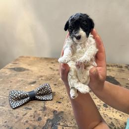 Mr. Wallen - Parti male Poodle puppy in Gainesville, Florida from Pet Inn Xxweetdoodles
