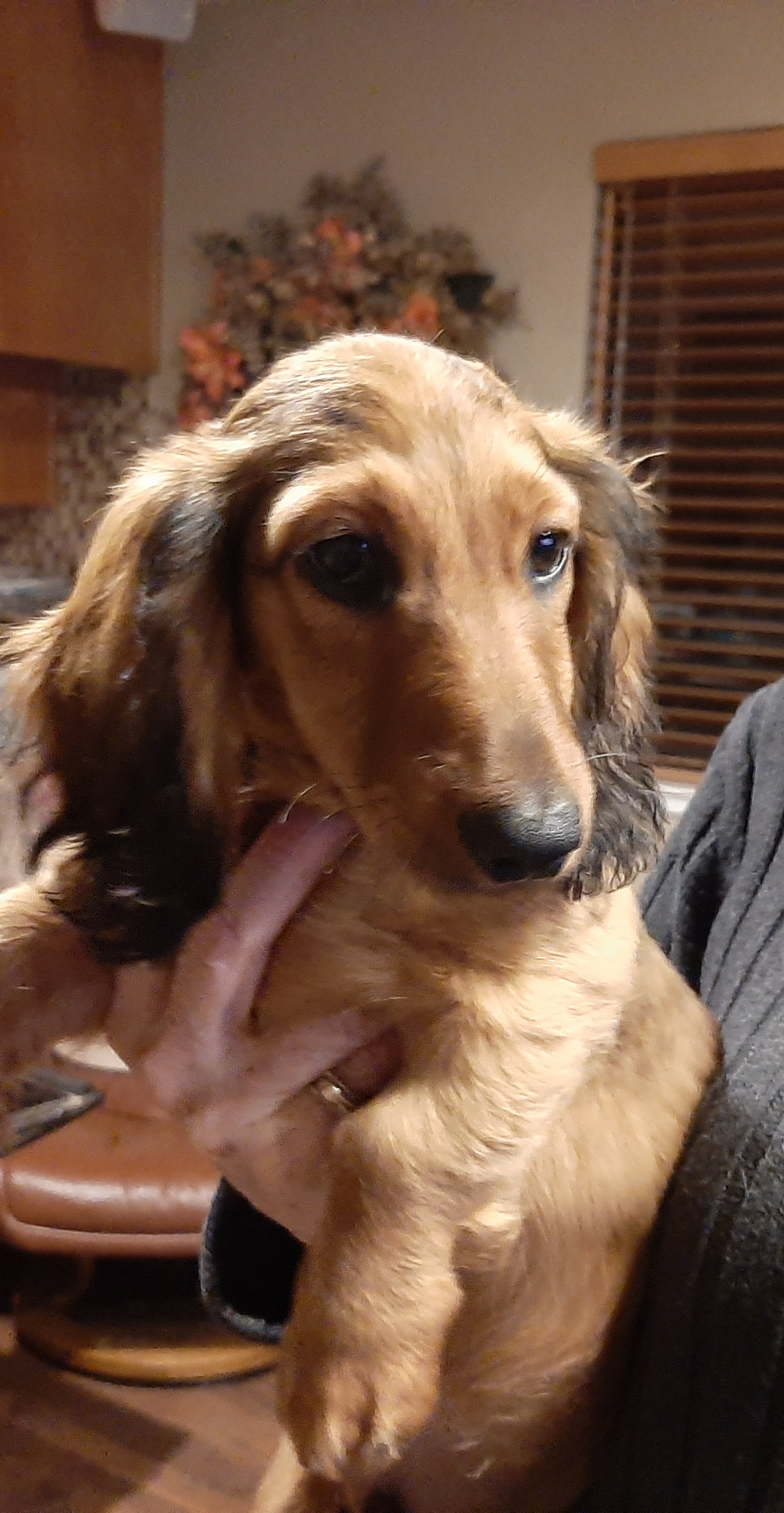 Dachshund Puppies from Belgate Dachshunds