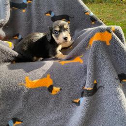 Posey (Bitty Pumpkin) - Black and cream female Dachshund puppy in Wolf Lake, Indiana from Canisteo Dachshunds