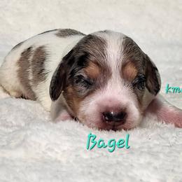 Bagel - Dapple female Dachshund puppy in Mount Sherman, Kentucky from Kaleidoscope Dachshunds and Whippets