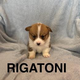Rigatoni - Sable male Pembroke Welsh Corgi puppy in Sherwood, Michigan from Patrick's Puppies