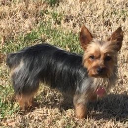 Nayla - Yorkshire Terrier
