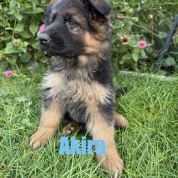 Akira - Black and red female German Shepherd puppy in Fielding, Utah from Legacy Shepherds