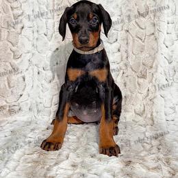 Gray - Black and rust female Doberman Pinscher puppy in Louisville, Kentucky from Ruiz Dobermans
