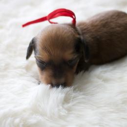 Rockey - Cream male Dachshund puppy in Morrow, Ohio from Courtney’s Colorful Doxies