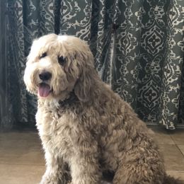 Chewie - Australian Labradoodle