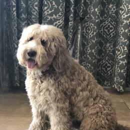 Chewie - Australian Labradoodle