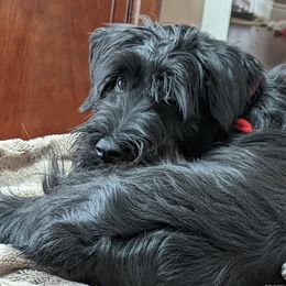 Giant Schnauzers, Miniature Schnauzers, and Standard Schnauzers from Die Nassen Baerte
