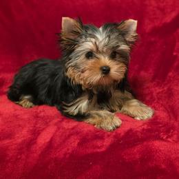 Gianna - Black and tan female Yorkshire Terrier puppy in Luray, Tennessee from Little Angel Yorkies