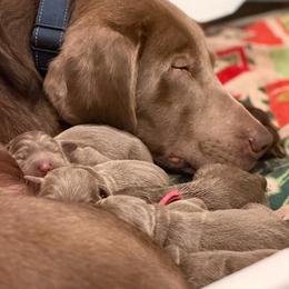 Silver girl 5 - Silver female Dilute Retriever puppy in Grants Pass, Oregon from KnR Antler Dogs