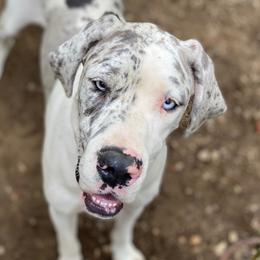 Sparkles - Great Dane