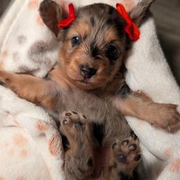 Minnie - Dapple female Dachshund puppy in Unadilla, Georgia from Hamsley's Puppy Palace