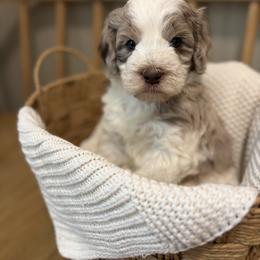 Remi - Merle male Goldendoodle puppy in Zeeland, Michigan from Dandelion Lane Doodles