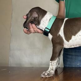 German Shorthaired Pointer Puppies from MCP Kennels