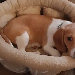 Beagles from Kylene's Beagles