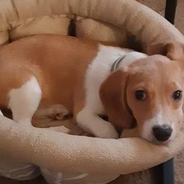 Beagles from Kylene's Beagles