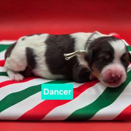 Girl 3 - Blue merle female Bernedoodle puppy in Summerville, South Carolina from Channys Doodles