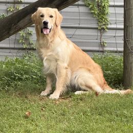 Prince - Light golden male Golden Retriever puppy in Knoxville, Tennessee from Jack and Ginger’s Goldens
