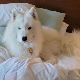Samoyed All Grown Up from Galaxy Samoyeds