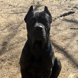 Glo - Cane Corso