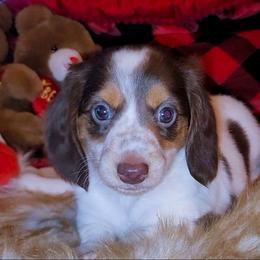 Spot - Piebald male Dachshund puppy in Phoenix, Arizona from AZ's Prestigious Minature Dachshunds