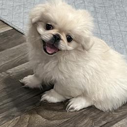 Full AKC - Banjo - Ready Now - Cream male Pekingese puppy in Hustontown, Pennsylvania from Triple I Pekes