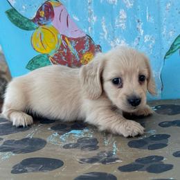 Dolly - Cream female Dachshund puppy in Hawley, Texas from Foxy’s Dachshunds & Toy Aussies