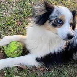 Australian Shepherds, Miniature Australian Shepherds, and Toy Australian Shepherds from Hanna’s Piney Paws