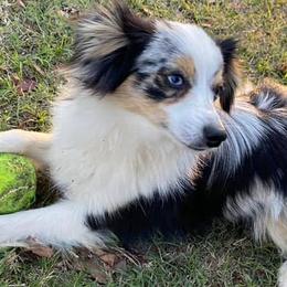 Australian Shepherds, Miniature Australian Shepherds, and Toy Australian Shepherds from Hanna’s Piney Paws
