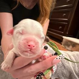 White Boy - Chalk male Australian Labradoodle puppy in Saint Louis, Missouri from Gateway Australian Labradoodles