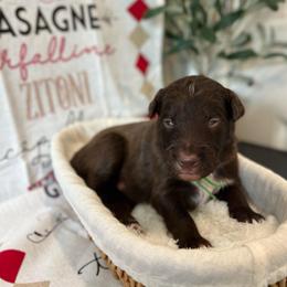 Fettuccine - Red male Bordoodle puppy in Valley Center, California from Circle R Valley Bordoodls