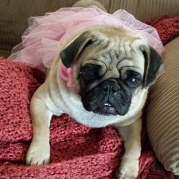 Pug puppies from Plum Creek Pugs