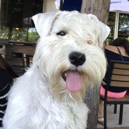 Snowy - Miniature Schnauzer