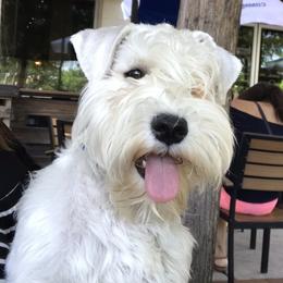Snowy - Miniature Schnauzer