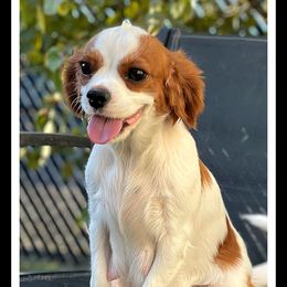 Vivian - Cavalier King Charles Spaniel