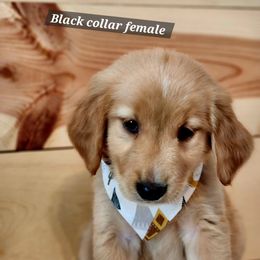 Golden Retriever Puppies from Country Girl Golden Retrievers