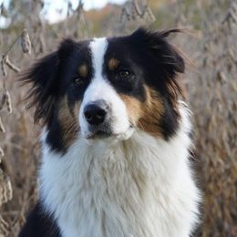 Rue - Australian Shepherd