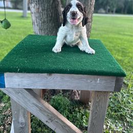 Trip - Liver white and roan male English Springer Spaniel puppy in Braidwood, Illinois from A & R Springers