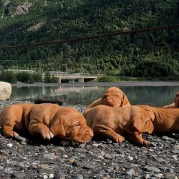 Vizslas from Parker Ranch