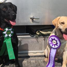 Labrador Retrievers from Greenwing Kennel