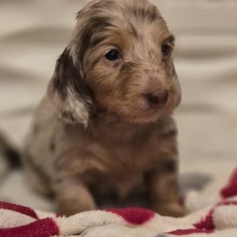 Girl 1 - Chocolate and tan Dachshund puppy in Ethel, Washington from Mickey's Miracle Doxies