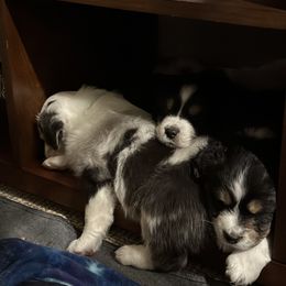 Australian Shepherd Puppies from Glacier Big Sky Aussies
