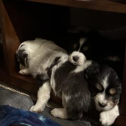 Australian Shepherd Puppies from Glacier Big Sky Aussies