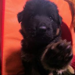 Blue Collar - Male - Black and red male German Shepherd puppy in Charlotte, North Carolina from Zuflucht K9s