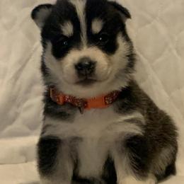 Siberian Husky Puppies from Morgan's Siberian Huskies