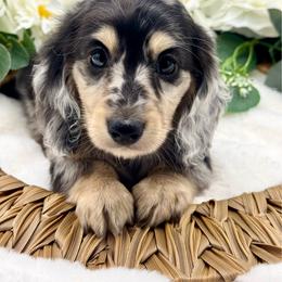 Indigo - Blue and cream female Dachshund puppy in Exeter, California from Sawtooth Miniature Dachshunds