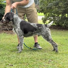 German Wirehaired Pointer All Grown Up from Humdinger Kennel