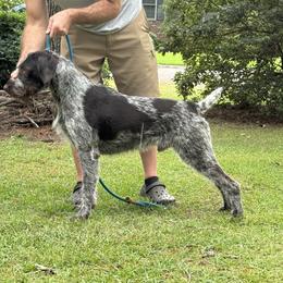 German Wirehaired Pointer All Grown Up from Humdinger Kennel