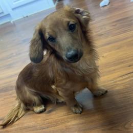 Mav - Dachshund